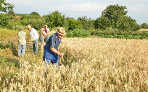 Kötélnek való gabona levágása