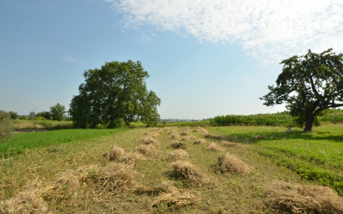 Elvégeztük az aratást