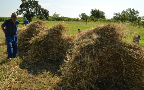 Négy köröszt búza